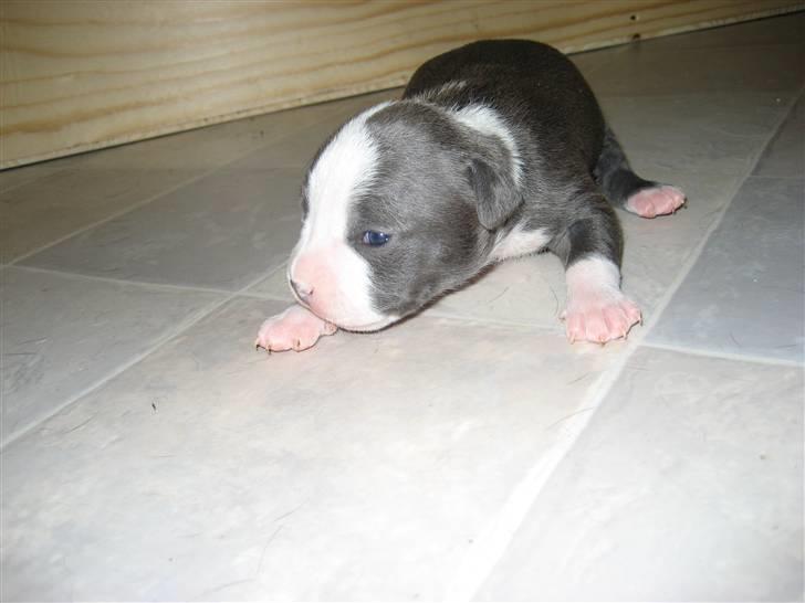 Amerikansk staffordshire terrier Zorro - 11 dagee billede 12