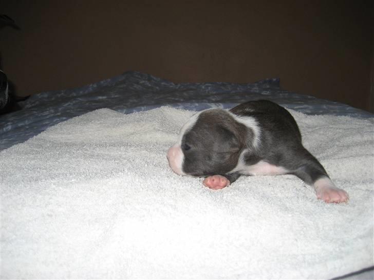 Amerikansk staffordshire terrier Zorro - 11 dage billede 13