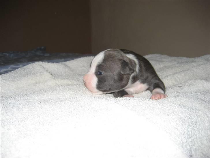 Amerikansk staffordshire terrier Zorro - 11 dage billede 14