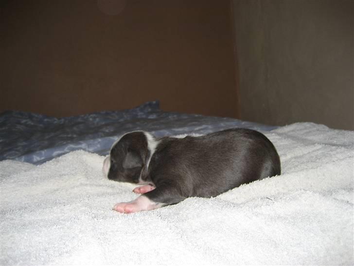 Amerikansk staffordshire terrier Zorro - 11 dage billede 15