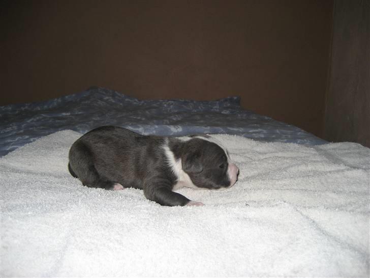 Amerikansk staffordshire terrier Zorro billede 16