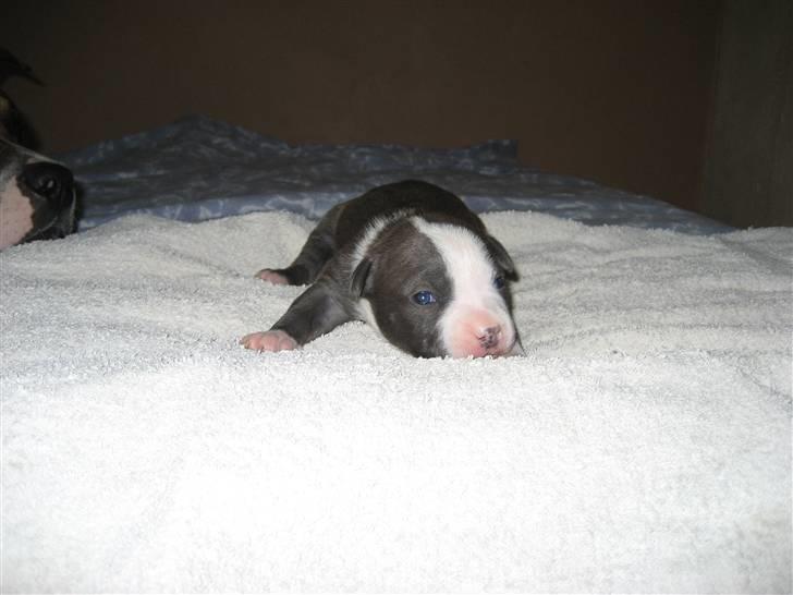 Amerikansk staffordshire terrier Zorro - 11 dage billede 17