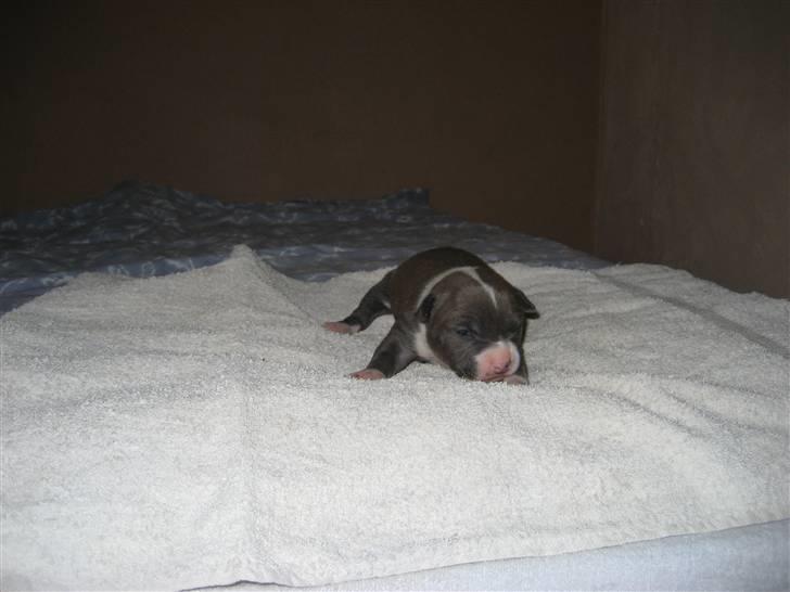 Amerikansk staffordshire terrier Zari - 11 dage billede 10