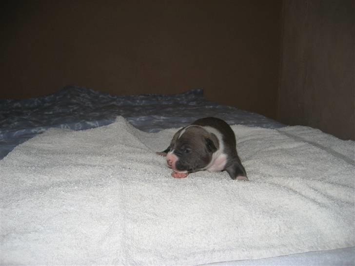 Amerikansk staffordshire terrier Zari - 11 dage billede 11