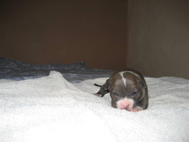 Amerikansk staffordshire terrier Zari - 11 dage billede 12