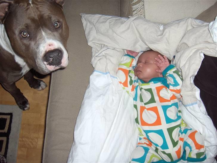 Amerikansk staffordshire terrier Bosco - Min guld klump, ude i vores have. billede 1