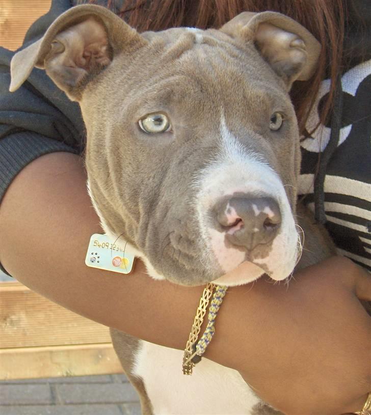 Amerikansk staffordshire terrier Bosco billede 2