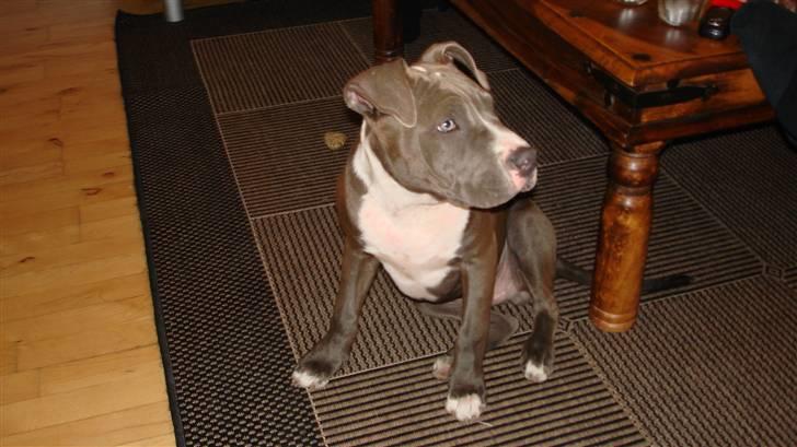 Amerikansk staffordshire terrier Bosco billede 3