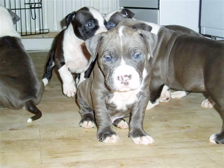 Amerikansk staffordshire terrier Bosco billede 4