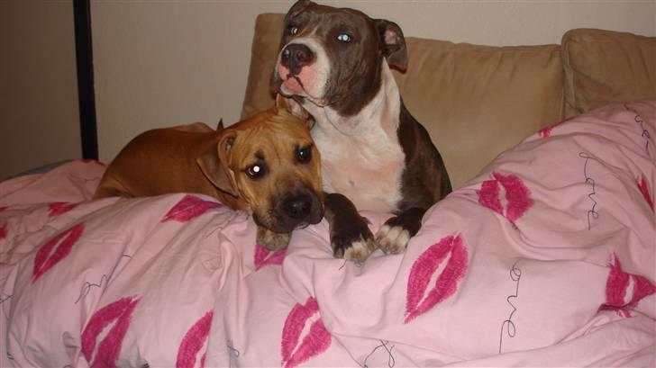 Amerikansk staffordshire terrier Bosco billede 5