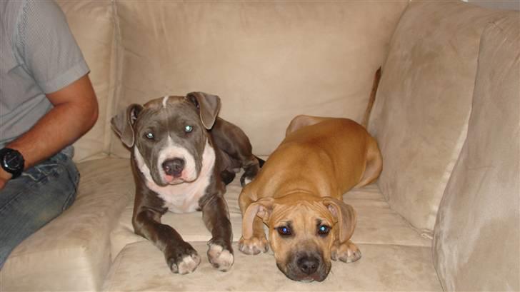 Amerikansk staffordshire terrier Bosco billede 6
