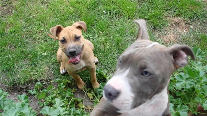 Amerikansk staffordshire terrier Bosco billede 7