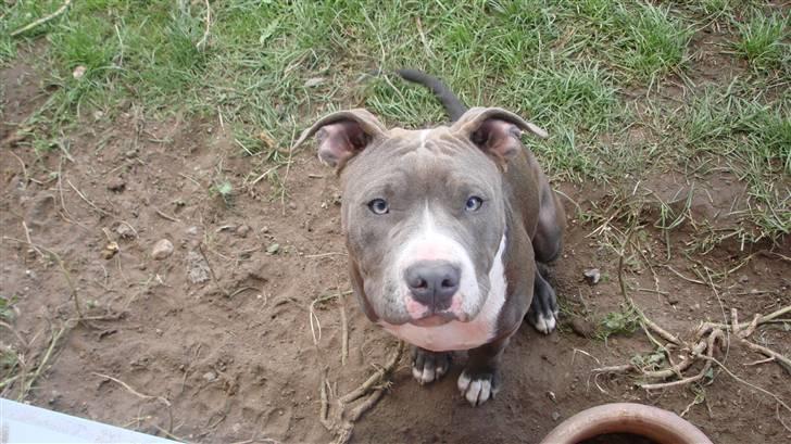 Amerikansk staffordshire terrier Bosco billede 8