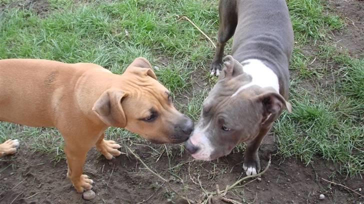 Amerikansk staffordshire terrier Bosco billede 9