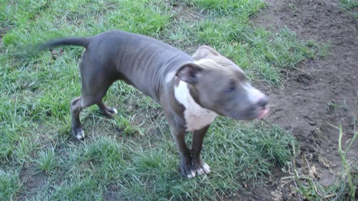 Amerikansk staffordshire terrier Bosco billede 10