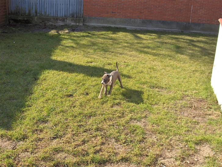 Amerikansk staffordshire terrier Bosco billede 11