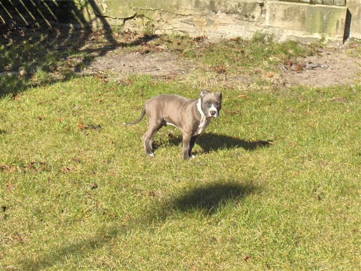 Amerikansk staffordshire terrier Bosco billede 12