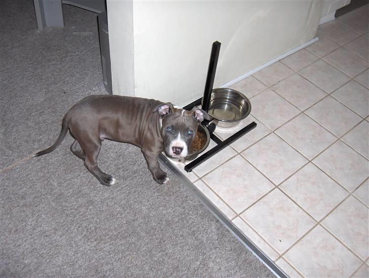 Amerikansk staffordshire terrier Bosco billede 13