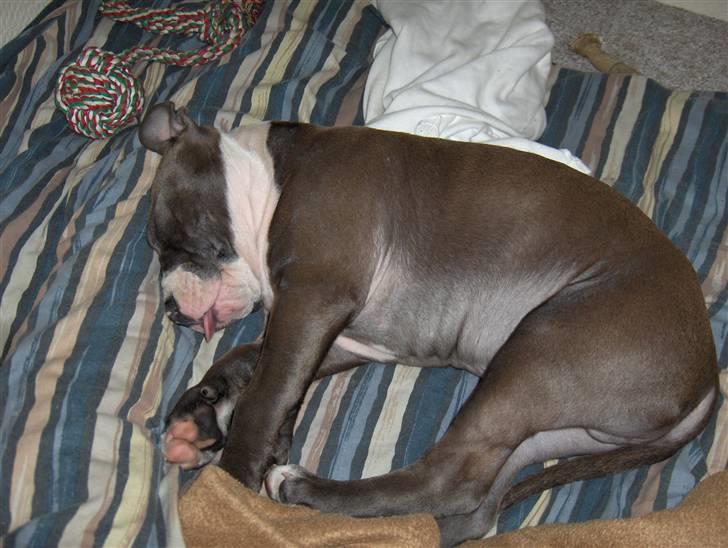 Amerikansk staffordshire terrier Bosco billede 14