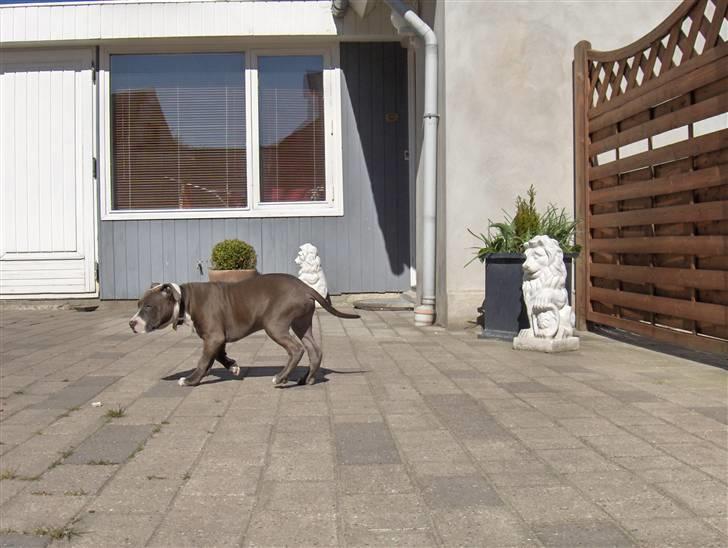 Amerikansk staffordshire terrier Bosco billede 15