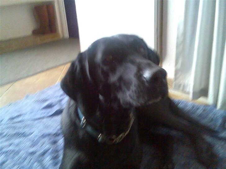 Blanding af racer Tøsen - Tøsen er opmærksom "mette Har du noget mad?" billede 1