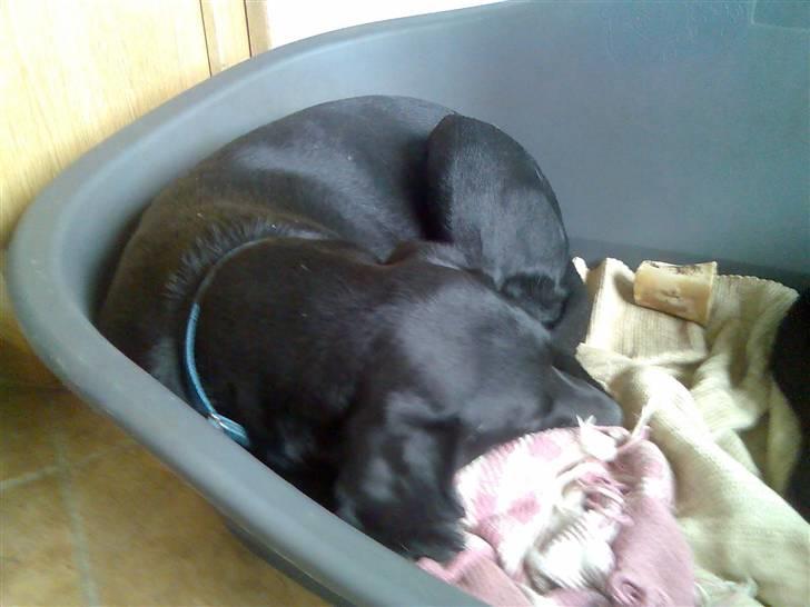 Blanding af racer Tøsen - Tøsen sover på sin ynglings måde billede 2