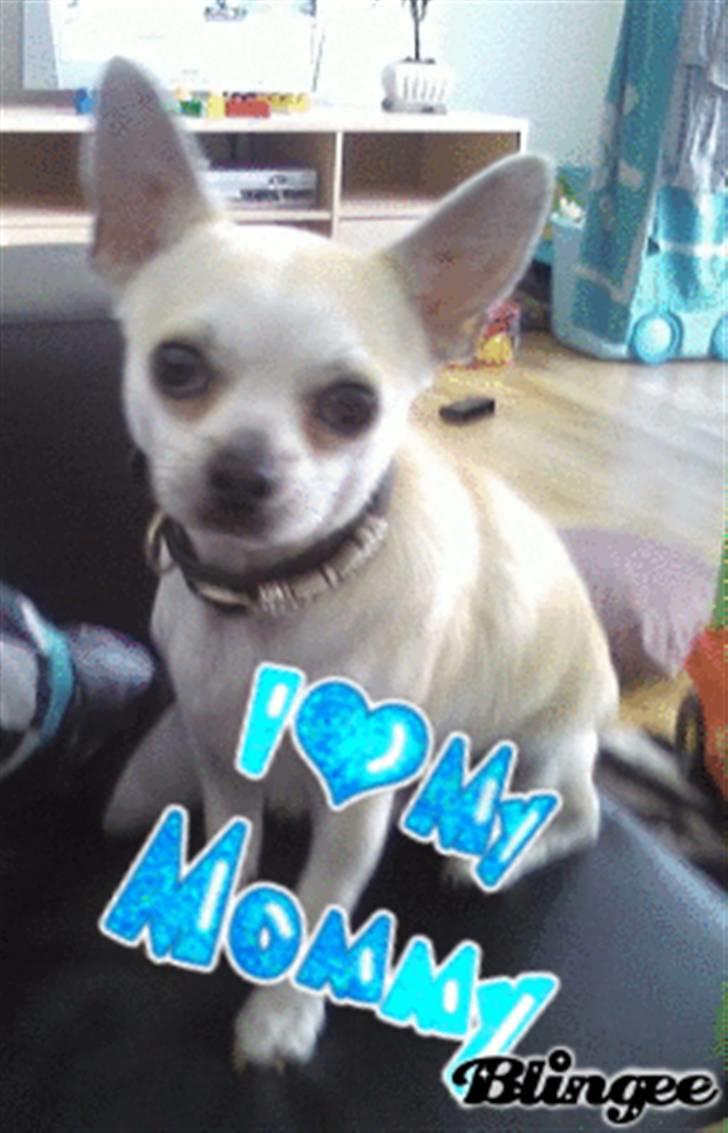 Chihuahua Taz billede 1