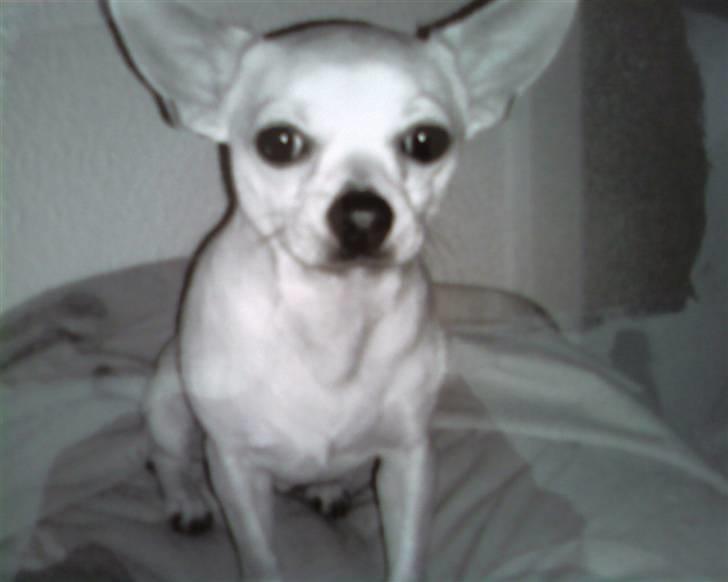 Chihuahua Taz billede 2