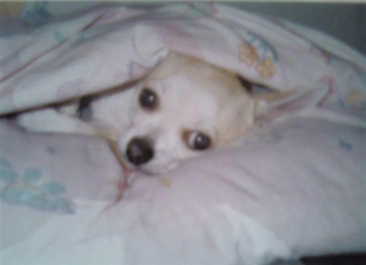 Chihuahua Taz billede 3