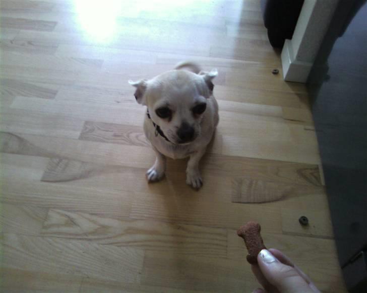 Chihuahua Taz billede 4