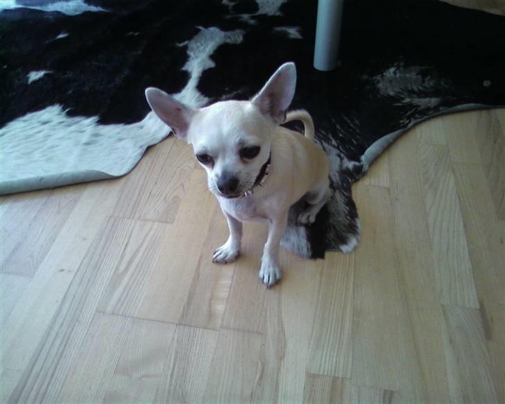 Chihuahua Taz billede 5