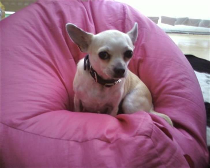 Chihuahua Taz billede 6