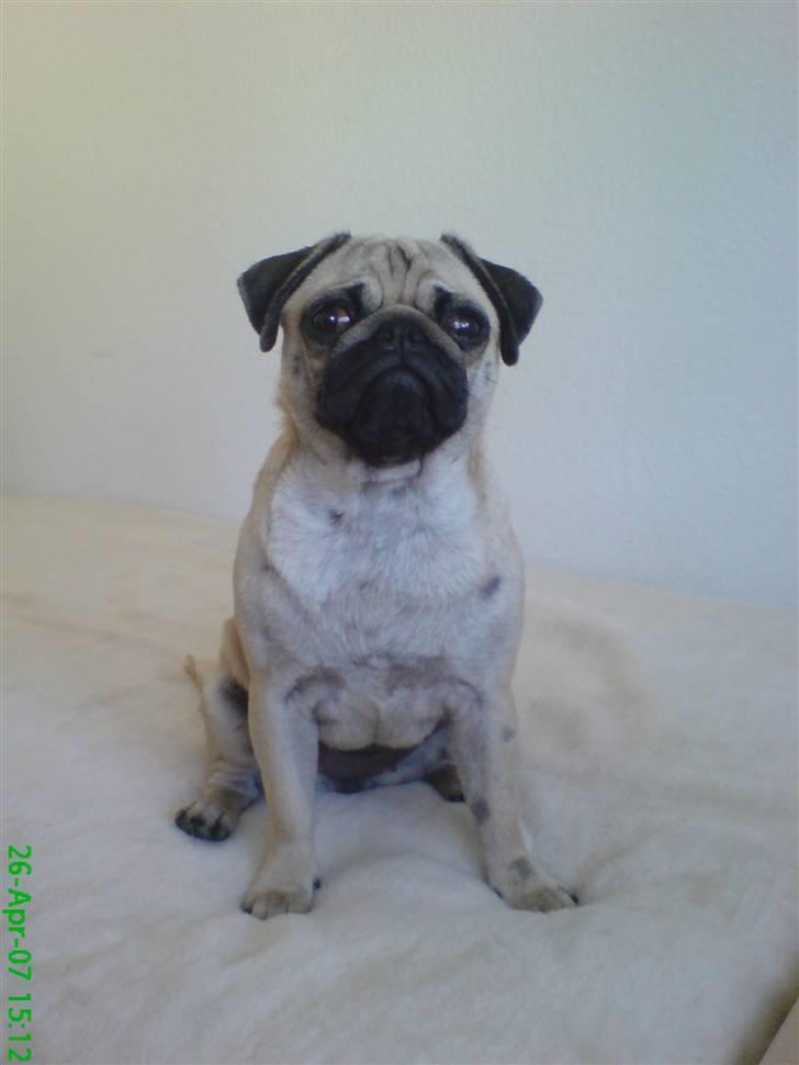 Mops Trunte - Hej med jer, jeg hedder Trunte og er en lille fræk mops.. billede 1