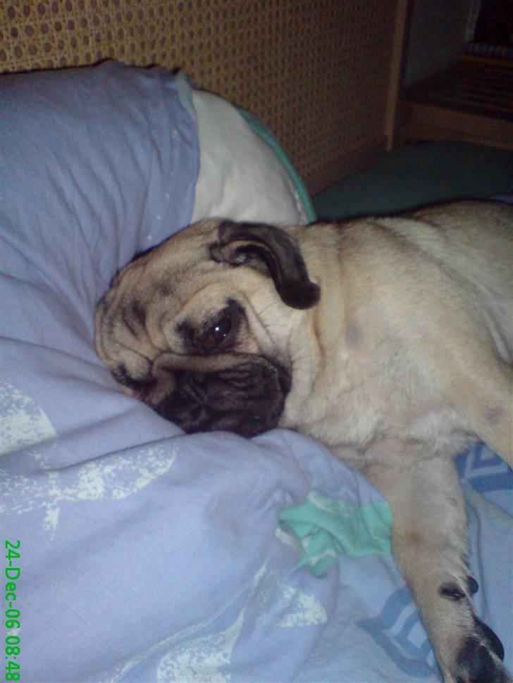 Mops Trunte - puha, har lige holdt juleaften. Det var hårdt... billede 2