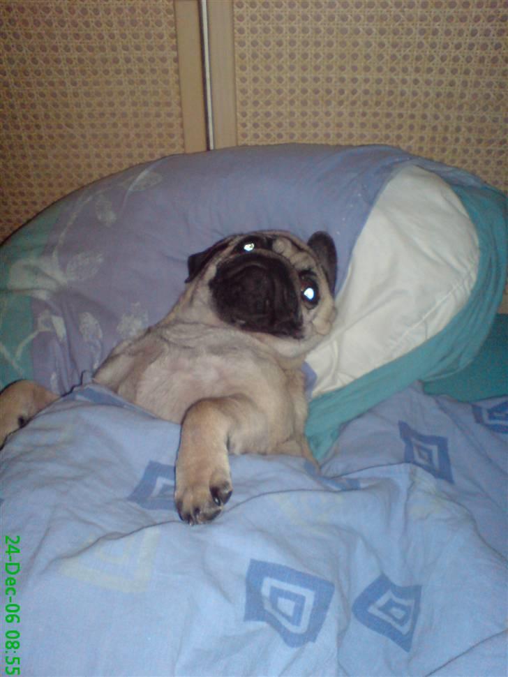 Mops Trunte - Juleaften efter julemiddagen, ligger lige og slår mave.. billede 3