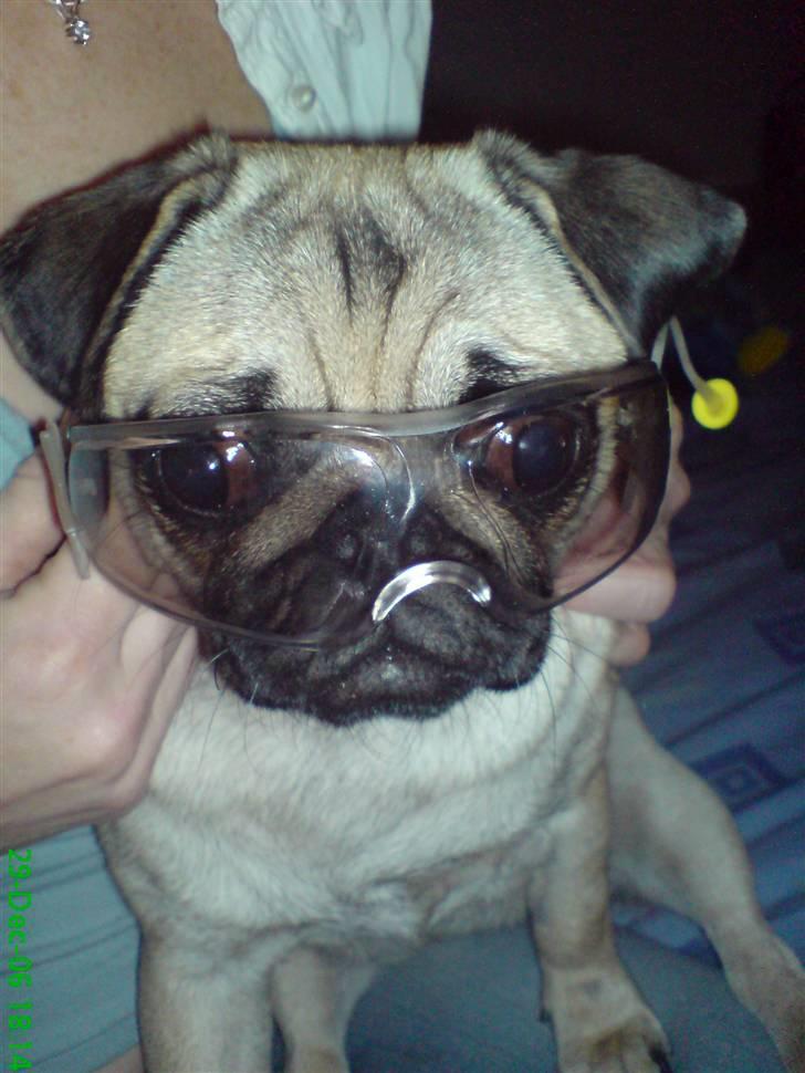 Mops Trunte - Så bliv det nytårsaften, jeg har husket sikkerhedsbriller... billede 4