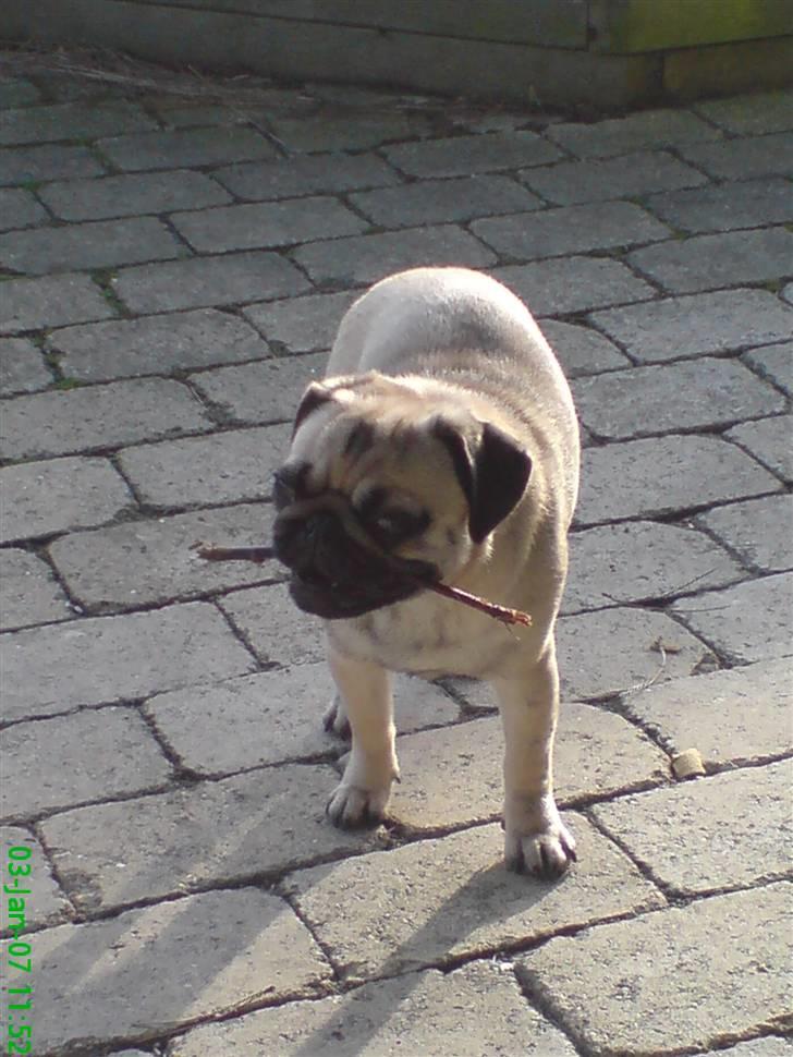 Mops Trunte - Er jeg ikke dygtig, har fundet en gammel tør pind... billede 5