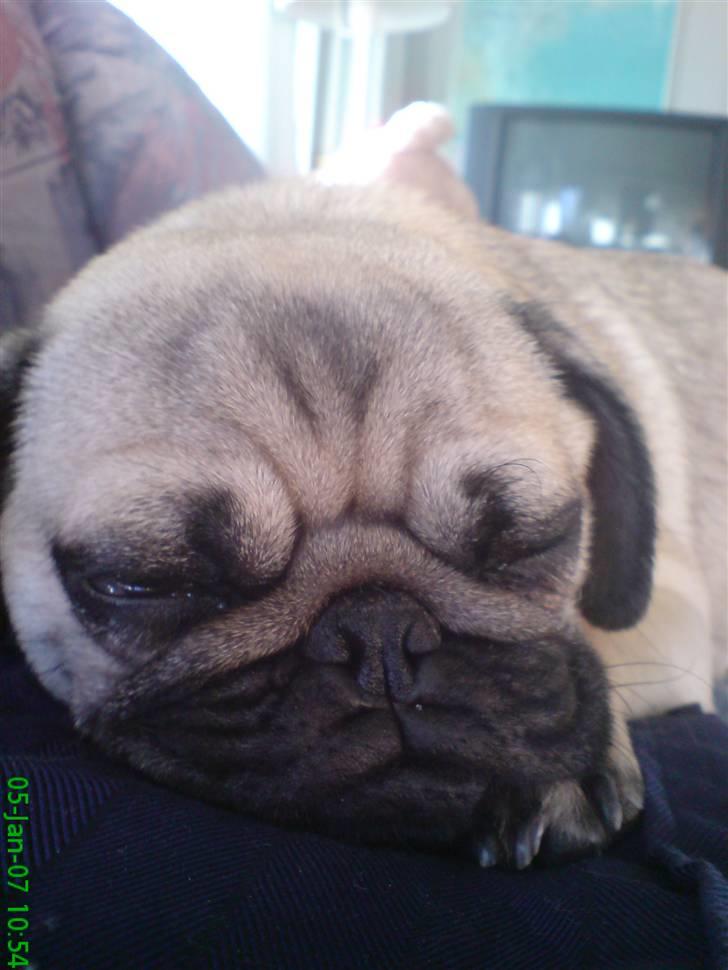 Mops Trunte - Så bliv jeg lidt træt, dejligt min far har en dejlig blød mave.. billede 6