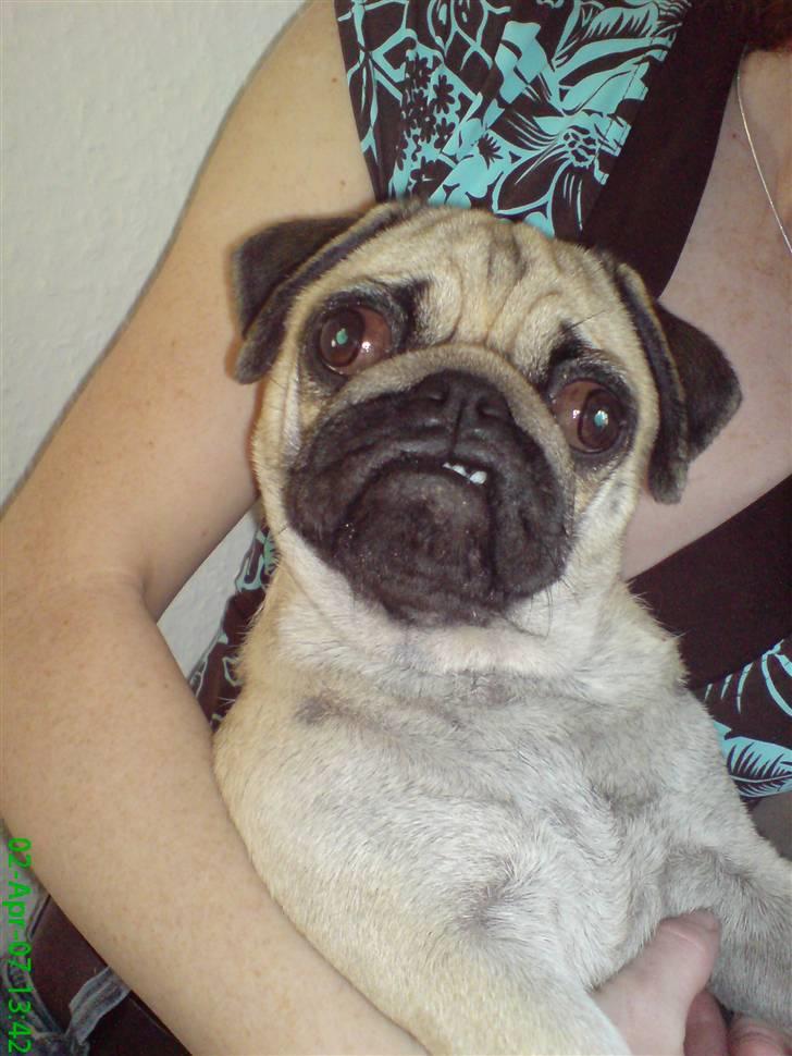 Mops Trunte - Min far og mor fik mig til og se gyser film sammen med dem, jeg er stadigvæk stiv af skræk... billede 7