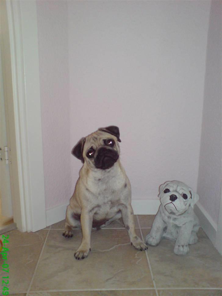 Mops Trunte - Så er jeg igen blivet sat til, og være fotomodel. Er jeg ikke lækker... billede 8