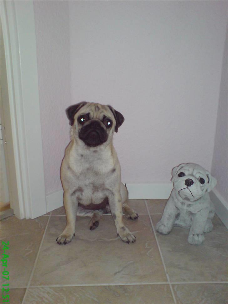 Mops Trunte - Se de kan slet ikke lade mig være. De er helt vilde med mig.. billede 9