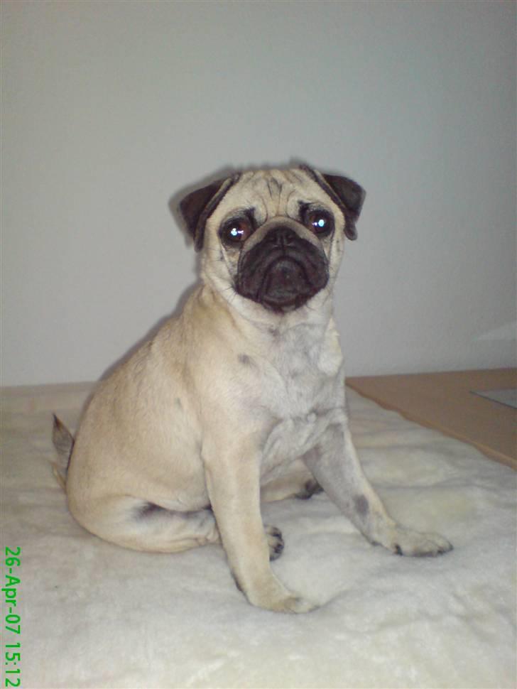 Mops Trunte - puha.. Jeg får aldrig fred for det kamera.. Men jeg er også en flot mopse tøs.. billede 10