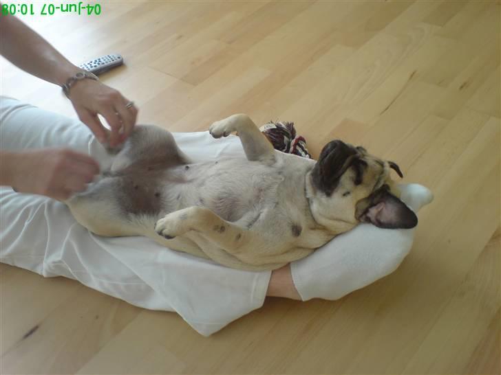 Mops Trunte - Her ligger jeg hos min mor, og slapper lidt af, midt i vores flytteri.. billede 11