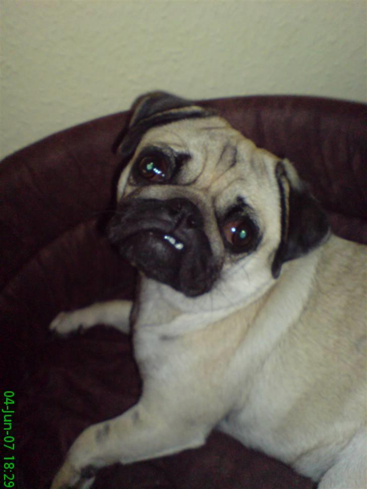 Mops Trunte - øv,, nu er det sengetid og jeg gider ikke sove nu.. billede 12