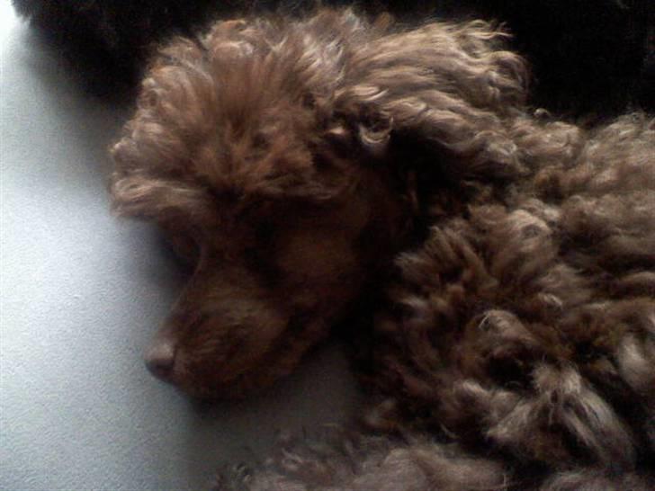 Dværgpuddel Zia billede 18