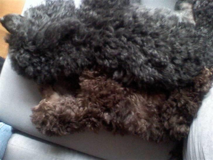 Dværgpuddel Zia billede 19