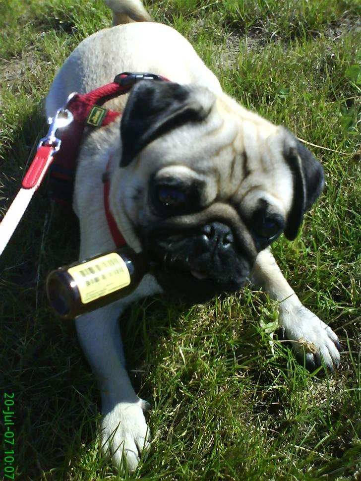 Mops Trunte - Jeg bliver lige nødt til at ha en lille en til halsen på en lang gåtur.. billede 13