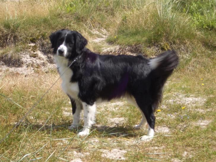 Blanding af racer Zenta billede 9