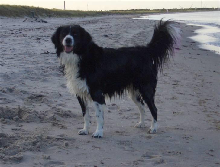 Blanding af racer Zenta billede 10