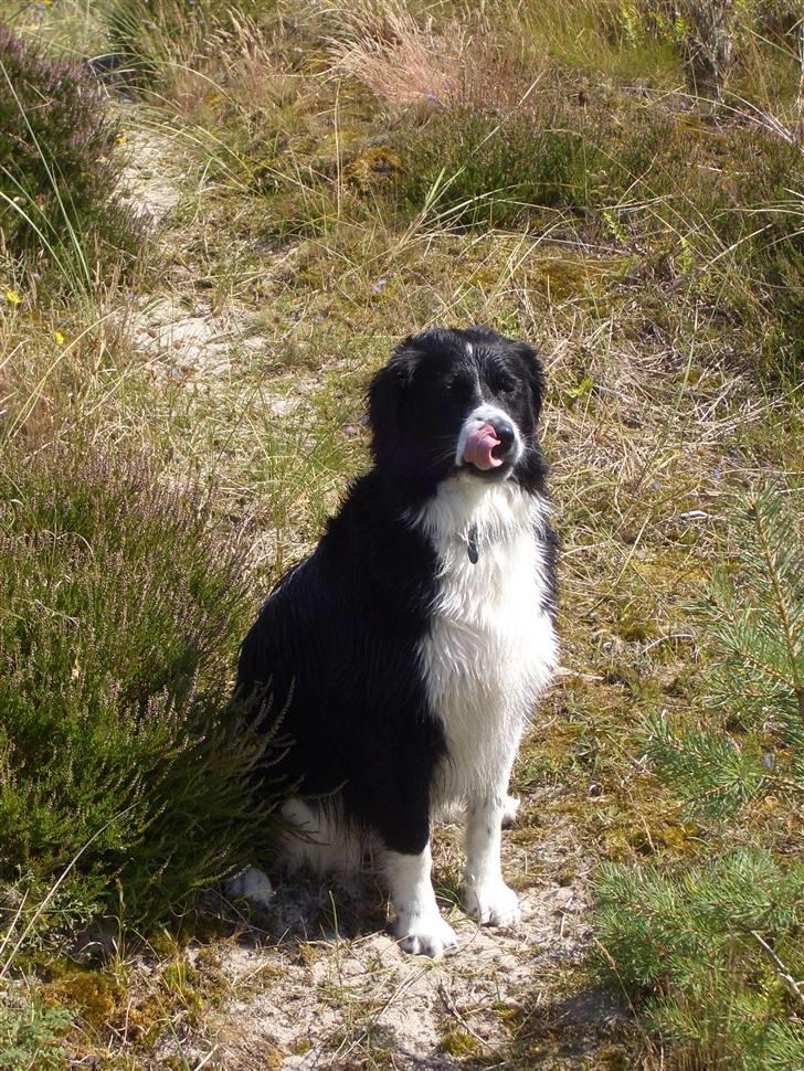 Blanding af racer Zenta billede 11